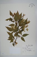 阿里山千金榆藏品圖，第1張