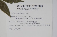 阿里山千金榆藏品圖，第2張