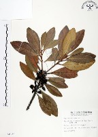 山欖、樹青藏品圖，第1張