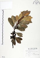 山欖、樹青藏品圖，第1張