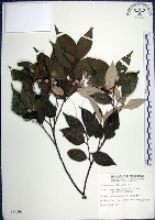 紅皮、葉下白、赤仔尾藏品圖，第1張