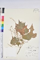 白匏子藏品圖，第1張