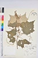 白匏子藏品圖，第1張