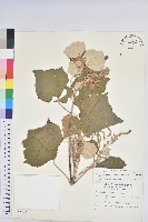 白匏子藏品圖，第1張