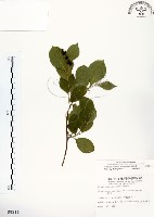 灰木藏品圖，第1張