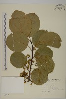 大葉南蛇藤藏品圖，第1張