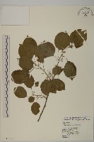 大葉南蛇藤藏品圖，第1張