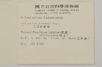 大葉南蛇藤藏品圖，第2張