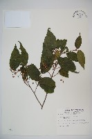 樺葉莢迷、玉山莢迷藏品圖，第1張