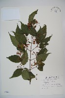 樺葉莢迷、玉山莢迷藏品圖，第1張