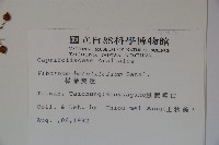 樺葉莢迷、玉山莢迷藏品圖，第2張