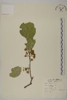 大葉南蛇藤藏品圖，第2張