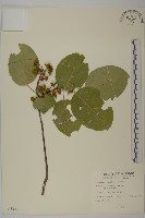 大葉南蛇藤藏品圖，第1張