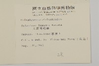 大葉南蛇藤藏品圖，第2張