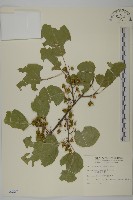 大葉南蛇藤藏品圖，第1張