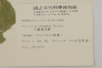 大葉南蛇藤藏品圖，第2張