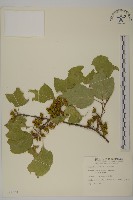 大葉南蛇藤藏品圖，第2張