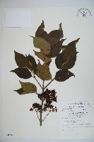 蝴蝶莢迷藏品圖，第1張