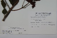 蝴蝶莢迷藏品圖，第2張