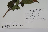 蝴蝶莢迷藏品圖，第2張