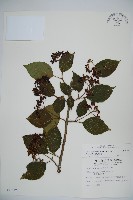 蝴蝶莢迷藏品圖，第1張