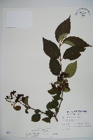 蝴蝶莢迷藏品圖，第1張