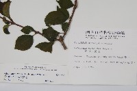 蝴蝶莢迷藏品圖，第2張