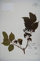 蝴蝶莢迷藏品圖，第1張