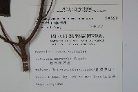 蝴蝶莢迷藏品圖，第2張