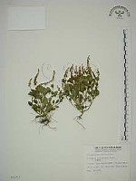 小扁豆藏品圖，第1張