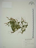 小扁豆藏品圖，第1張