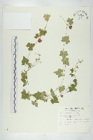 倒吊金鐘、天花藏品圖，第1張