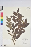 裡白饅頭果藏品圖，第1張