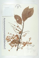 錫蘭橄欖、鋸葉杜英藏品圖，第1張