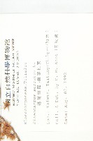 錫蘭橄欖、鋸葉杜英藏品圖，第2張