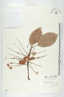 錫蘭橄欖、鋸葉杜英藏品圖，第1張