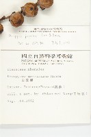 山柿, 山豆柿藏品圖，第2張