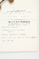 山柿, 山豆柿藏品圖，第2張