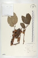 山柿, 山豆柿藏品圖，第1張