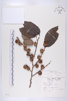 山柿, 山豆柿藏品圖，第1張