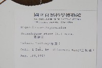 黃鐘花藏品圖，第2張