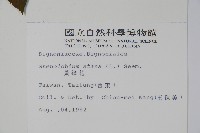 黃鐘花藏品圖，第2張