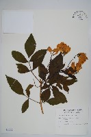 黃鐘花藏品圖，第1張