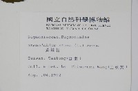 黃鐘花藏品圖，第2張