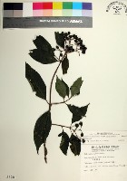 台北玉葉金花藏品圖，第1張