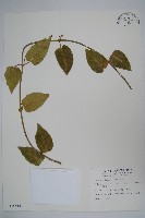 鷗蔓藏品圖，第1張