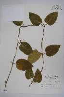 鷗蔓藏品圖，第1張