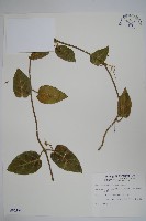 鷗蔓藏品圖，第1張