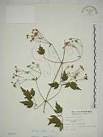 串鼻龍藏品圖，第1張