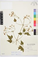 串鼻龍藏品圖，第2張